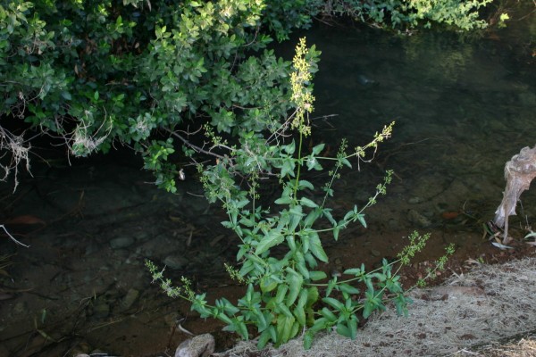 לוענית גדולת-עלים Scrophularia macrophylla Boiss.