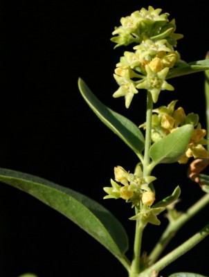 איסם קטן-פרחים Vincetoxicum dionysiense Mouterde