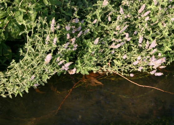 Mentha longifolia L.