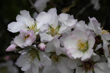הכותרת לבנה, מרכז הפרח ארגמן-אדמדם.