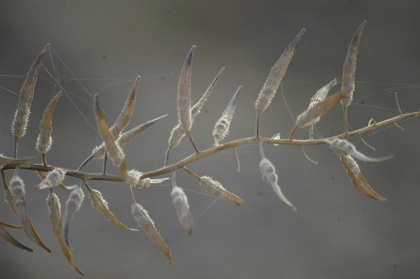 חרדל לבן Sinapis alba L.