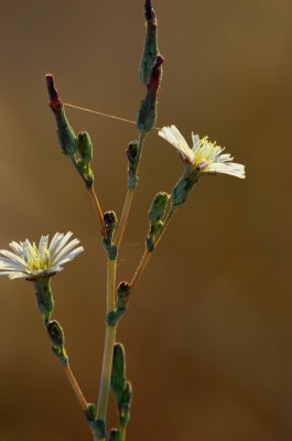 חסת המצפן Lactuca serriola L.