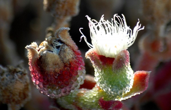אהל הגבישים Mesembryanthemum crystallinum L.