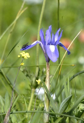 Moraea sisyrinchium (L.) Ker-Gawler