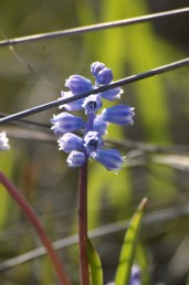 הפרחים הפורים בעלי צבע כחול בהיר או לעתים לילך בהיר. פורחים בסתיו לפני- או עם הגשמים הראשונים.