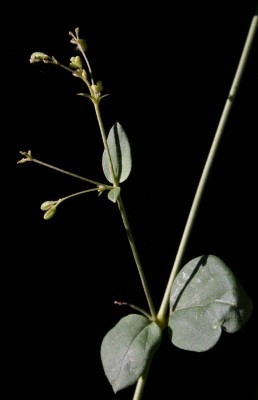 בורהביה זוחלת Boerhavia repens L.