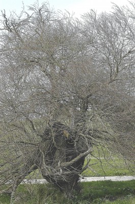 ערבה מחודדת Salix acmophylla Boiss.