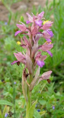 Anacamptis papilionacea (L.) R.M.Bateman, Pridgeon & M.W.Chase