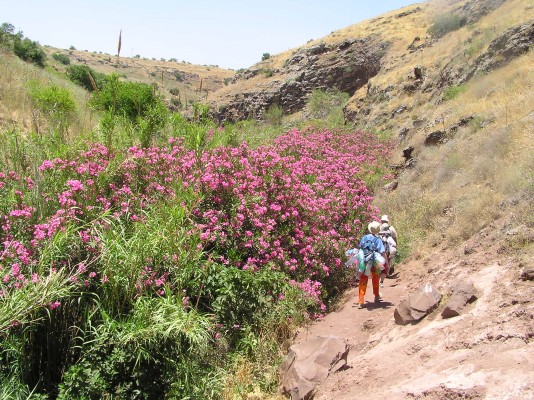 Nerium oleander L.