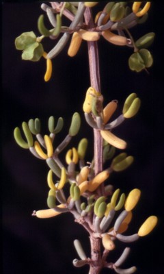 זוגן השיח Zygophyllum dumosum Boiss.