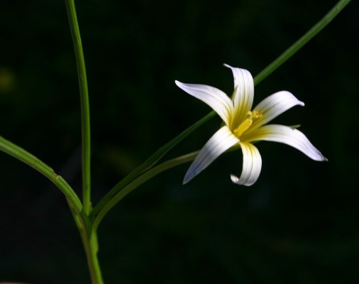 Romulea bulbocodium (L.) Sebastiani & Mauri