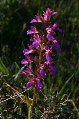Anacamptis papilionacea (L.) R.M.Bateman, Pridgeon & M.W.Chase