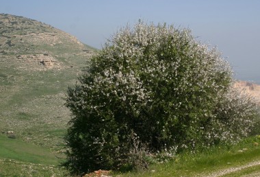 שיחים או נדירות עצים הגדלים באשדות המזרחיים של הרי-יהודה, השומרון, הגלבוע והגליל.