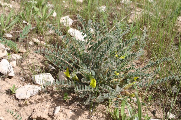 Astragalus caprinus L.