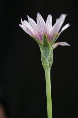 הרדופנין צר-עלים Scorzonera phaeopappa (Boiss.) Boiss.