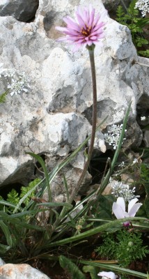 הרדופנין צר-עלים Scorzonera phaeopappa (Boiss.) Boiss.