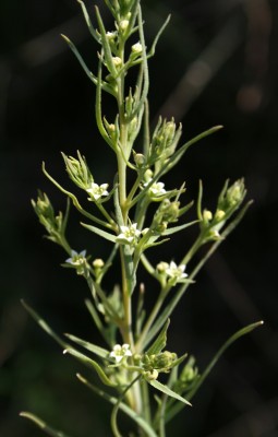 חלוקה ננסית Thesium humile Vahl
