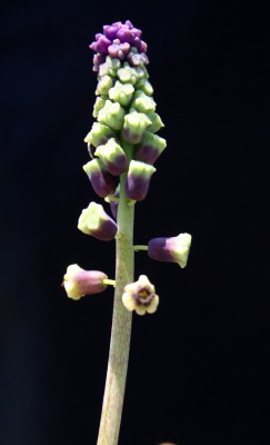 Leopoldia bicolor (Boiss.) Eig & Feinbrun