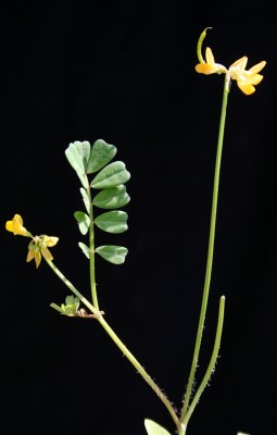 כתרון זעיר-פרח Securigera parviflora (Desv.) Lassen
