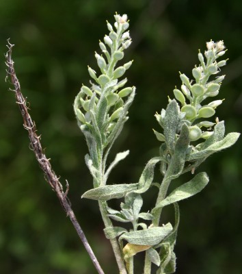 אליסון דמשקאי Alyssum damascenum Boiss. & Gaill.