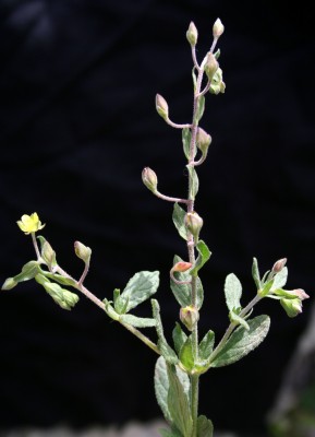 שמשון מצוי Helianthemum salicifolium (L.) Mill.