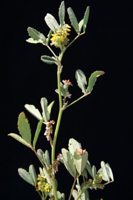 דבשה הודית Melilotus indicus (L.) All.