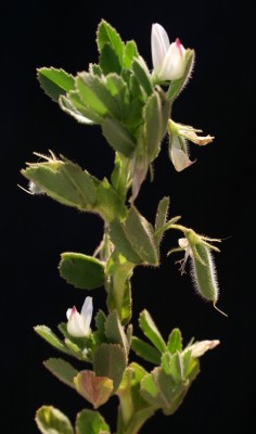 שברק חיוור Ononis biflora Desf.