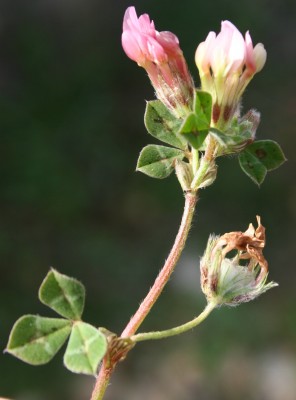 תלתן צמיר Trifolium eriosphaerum Boiss.