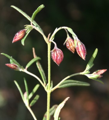 שמשון מצרי Helianthemum aegyptiacum (L.) Mill.