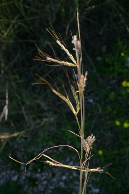 זקנן שעיר Hyparrhenia hirta (L.) Stapf