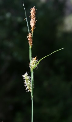 כריך אפרפר Carex flacca Schreb.