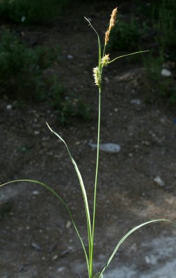 כריך אפרפר Carex flacca Schreb.