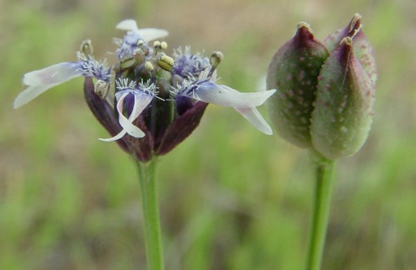 קצח (גרידלה) זעיר-פרחים Garidella nigellastrum L.