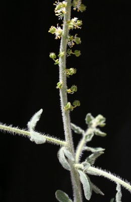 ששן מאפיר Caylusea hexagyna (Forssk.) M.L.Green