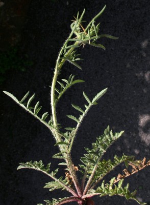 דרדר מצוי Centaurea iberica Spreng.