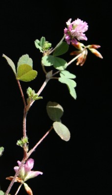 תלתן מאדים Trifolium erubescens Fenzl