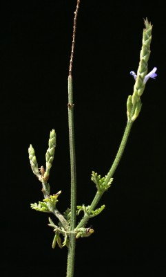 אזוביון שעיר Lavandula pubescens Decne.