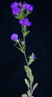 סגולית נאה Legousia speculum-veneris (L.) Chaix