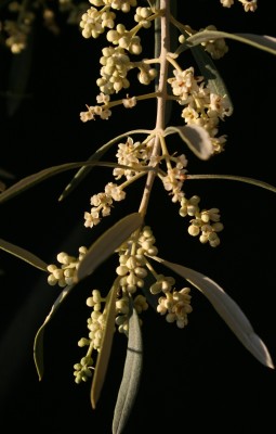 זית אירופי Olea europaea L.