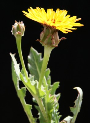תמריר מרוקני Reichardia tingitana (L.) Roth