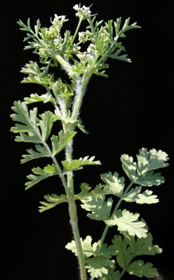 דרכמונית מצרית Tordylium aegyptiacum (L.) Lam.