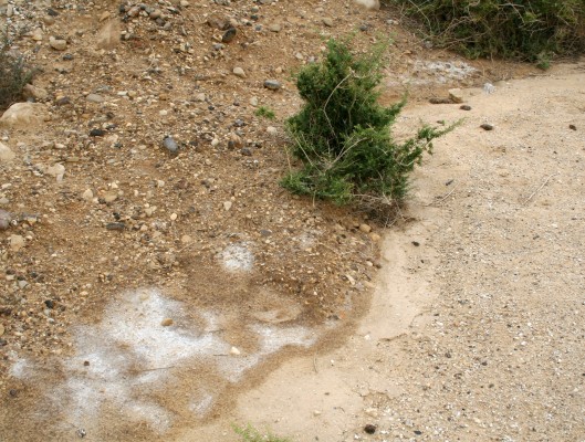 Suaeda fruticosa Forssk. ex J.F.Gmel.
