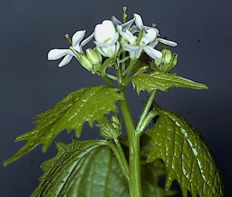 אליאריה שומית Alliaria petiolata (M.Bieb.) Cavara & Grande