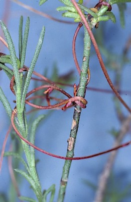 כשות הקורנית Cuscuta epithymum (L.) L.