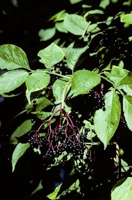 סמבוק שחור Sambucus nigra L.