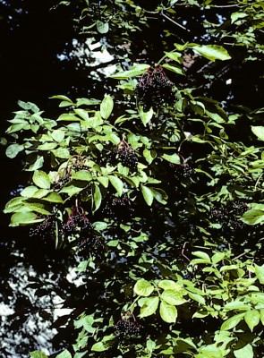 סמבוק שחור Sambucus nigra L.