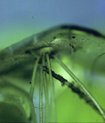 Spirodela polyrhiza (L.) Schleiden