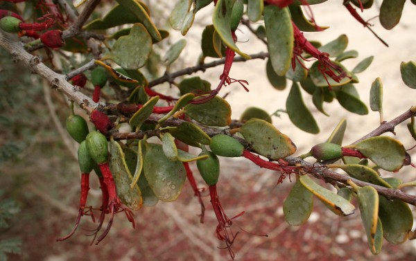 Plicosepalus acaciae (Zucc.) Wiens & Polhill