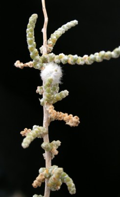 מלחית מסורגת Salsola cyclophylla Baker