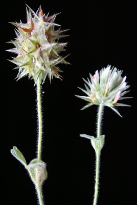 תלתן כוכבני Trifolium stellatum L.